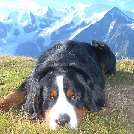 Chalet Chamonix Les Houches